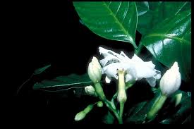 Image result for Tabernaemontana eglandulosa