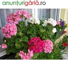 Flori curgatoare (7) floare primula (13) flori taiate (7) flori panselute (6) flori cyclamen (10) butasi vita de vie (34) Petunii Curgatoare Muscate Curgatoare Muscate Zonale Flori Pentru Gradina Plante Flori Din Miercurea Nirajului Mures