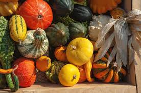 Determining ripeness in delicatas is a bit more challenging than other types like butternuts or acorns though, because the skin of delicatas relatively thin, so it's often more difficult to determine what hard skin feels like. Colorful Ripe Pumpkins Squash And Gourds Photograph By Jenny Rainbow