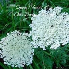 Queen Anne S Lace Seeds Daucus Carota Bishops Flower Etsy In 2020 Queen Annes Lace Bee Friendly Plants Garden Planning