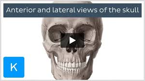 Image result for Maxillary Bone