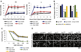 DSB repair pathway choice is regulated by recruitment of 53BP1 through cell  cycle-dependent regulation of Sp1: Cell Reports