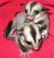 Pin By Carla C Lewis On Shuggah Sugar Glider Sugar Glider Baby Sugar Glider For Sale