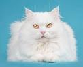 Turkish Angora Cats | Turkish Angora Cat Breed Info ...