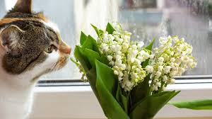 Maybe you would like to learn more about one of these? Are Lilies Poisonous To Cats Daily Paws