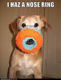 I Has A Hotdog - Nose Ring - Funny Dog Pictures | Dog Memes | Puppy  Pictures | Pictures Of Dogs - Dog Pictures - Funny Pictures Of Dogs - Dog  Memes - Puppy Pictures - Doge - Cheezburger