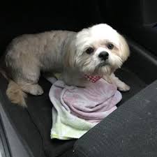 She currently owns a successful mobile grooming business and has always been very active in the local pet groomi. Dee S Grooming 16 Reviews Pet Stores 1359 Basse Rd San Antonio Tx Phone Number