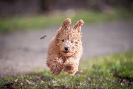 Not for children under 3 yrs. Tips On Daily Exercise For Toy Poodles Poodled Com