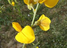 Image result for Crotalaria juncea