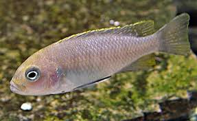 Image result for Cordia afra