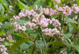 Image result for Persicaria