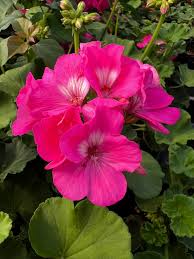 Image result for Geranium
