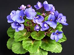 Plant Grow Lights How To Choose The Best Indoor Lighting For Plants Hgtv