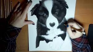 11 élégant de dessin border collie photos : Chiot Border Collie Au Pastel Speed Drawing Youtube