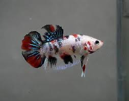 Live Tropical Fish Koi Hm Plakat Betta I1 Betta Tropical Fish Fish