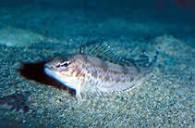 Zaniolepis frenata, Shortspine combfish