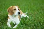 Medium Dog Breeds - Best Medium Sized Dogs