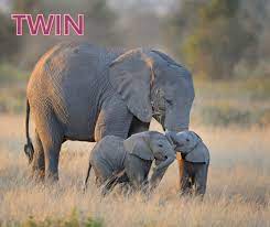 Elephant twins are extremely rare in births