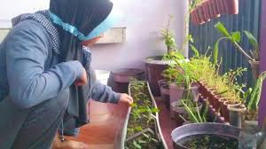 Home » jual bibit bunga » bercocok tanam sayuran di pekarangan rumah. Bertanam Di Teras Sempit Salah Satu Siasat Bersahabat Dengan Waktu Di Tengah Pandemi Surya