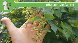 Hopfen (humulus lupulus) ist ein bekanntes pflanzliches schlafmittel mit psychoaktiver und heilender wirkung. Echter Wilder Hopfen Mannliche Blute Bluten Humulus Lupulus Wildpflanzen Bestimmung Youtube