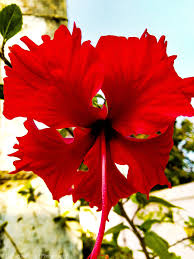 A Beautiful Red Hibiscus Flower Photography Inspiration Profilepicture Beachpicture Pictureideas Wallpa Flowers Beautiful Flowers Garden Hibiscus Flowers