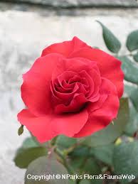 Image result for Rosa sp.