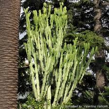 Image result for Euphorbia candelabrum