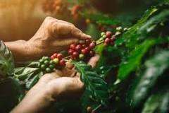 Etapas del Proceso de Producción del Café | Café Arabo