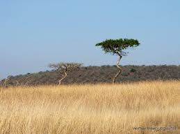 Image result for Ceratotheca integribracteata