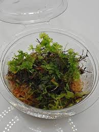 Image result for Crepidomanes mannii