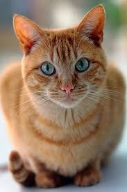 Cats Katzen Orange Tabby Cats Pretty Cats Cats