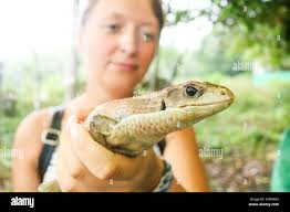 The snake woman hi-res stock photography and images