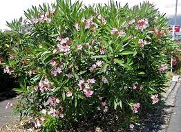 Image result for Nerium oleander