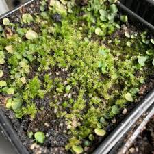 Image result for Utricularia welwitschii