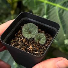 Image result for Nervilia petraea