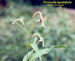 Image result for Persicaria decipiens