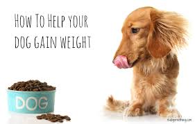 How To Help Your Dog Gain Weight It S Dog Or Nothing Low Protein Dog Food Dog Food Recipes Dog Nutrition