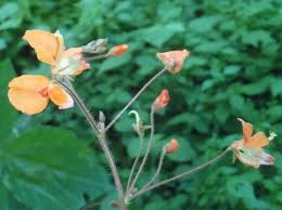 Image result for Hylodesmum repandum