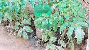 What does the leaf says about nutrient deficiency problem. Tomato Planting And Safe Watring System Using Plastic Bottle Youtube