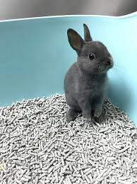 Read profiles of rabbits personalities. Baby Netherland Dwarf Rabbits For Sale Adoption Sydney Chatswood Please Read Adoption Info At The Top Of Our Page With Our Contact Phone Nethieland Sydney Netherland Dwarf House Rabbit Specialists