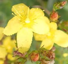 Image result for Hypericum aethiopicum