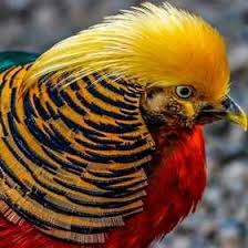 Black Bird With Yellow Stripe On Head Tiger Striped Bird Feathers Wildlife Birds