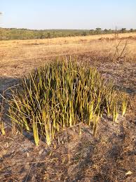 Image result for Kanahia laniflora