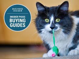 The Best Catnip Toys For Cats Business Insider Cat Toys Catnip Toys Cats