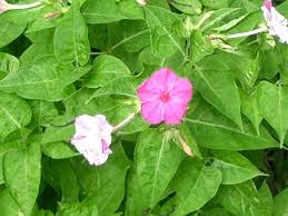 Image result for Mirabilis jalapa