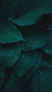 Iphone 11 pro max 256gb midnight green in 2020 apple iphone. Midnight Green Iphone 11 Pro Wallpapers Wallpaper Cave