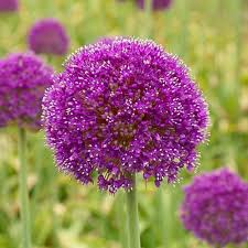 Maybe you would like to learn more about one of these? Allium Giganteum 5 Flower Bulbs Buy Online In Philippines At Desertcart Ph 50829707