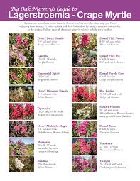 big oak nursery crape myrtle guide big oak nursery