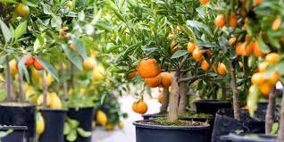11 cara budidaya tanaman apel di dalam pot. Membuat Tanaman Buah Dalam Pot Dengan Teknik Sederhana