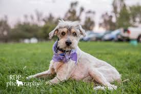 At benny's pet depot® our passion is animals so we work extensively with local rescues to help the less fortunate animals in our community find their forever home. The Frosted Faces Frosted Faces Foundation